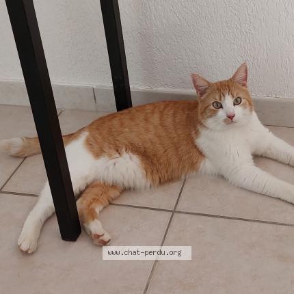 Photo 1/1 Doudou Chat lost in Alissas