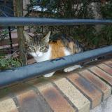 Picture of cat found at Montreuil