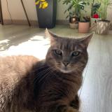 Picture of cat lost at Yenne