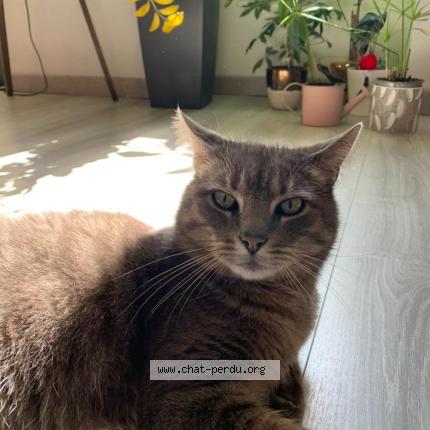 Photo 1/1 Neutron Chat lost in Yenne