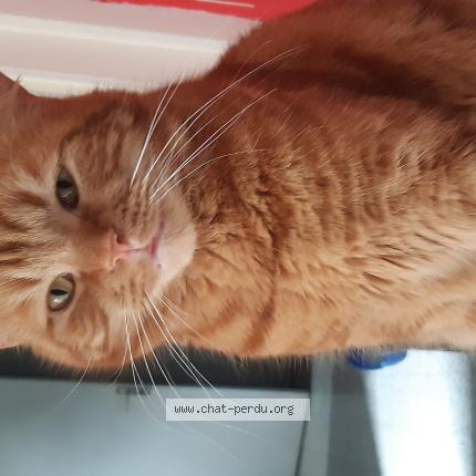 Photo 1/1 Mexicain Chat lost in Helesmes