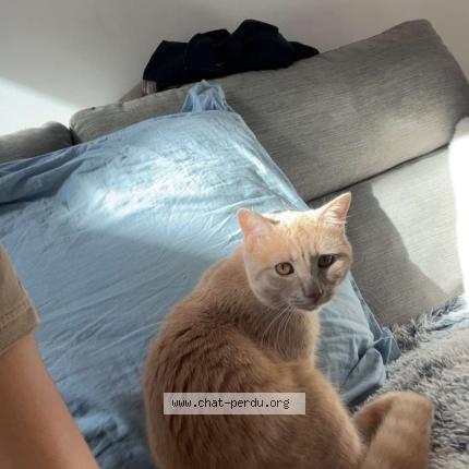 Photo 1/1 Arès Chat lost in Pouillenay