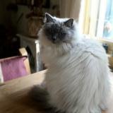 Picture of cat lost at Ile Rousse