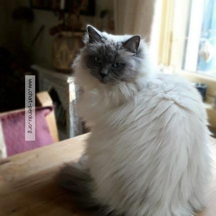 Photo 1/1 Blue Moon Chat lost in Ile rousse