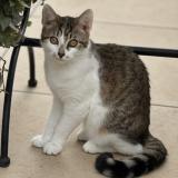 Picture of cat lost at Marseille