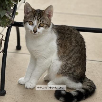 Photo 1/1 Docinho Chat lost in Marseille