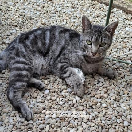 Photo 1/1 STARK Chat lost in Thouars 79100