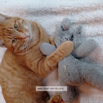 Foto van vermiste kat in Colfontaine