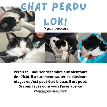 Photo 1/1 Loki Chat lost in Saint ave