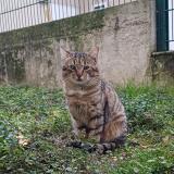 Picture of cat found at Bonneuil Sur Marne