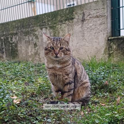 Photo 1/1 Found cat Found in Bonneuil sur marne