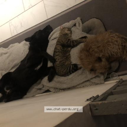 Photo 1/1 Mimiu Chat lost in Briatexte