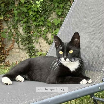 Photo 1/1 Spleeb Chat lost in Sainte savine