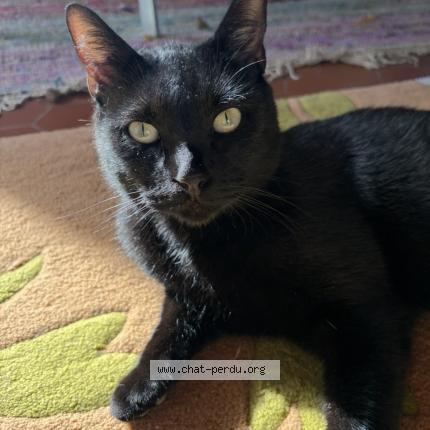 Photo 1/1 Ivar Chat lost in Gradignan