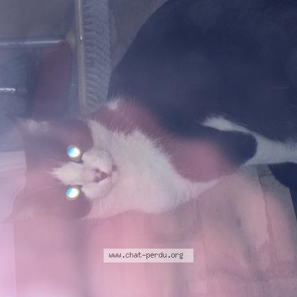 Photo 1/1 Found cat Found in La courneuve