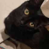 Picture of cat lost at Annecy