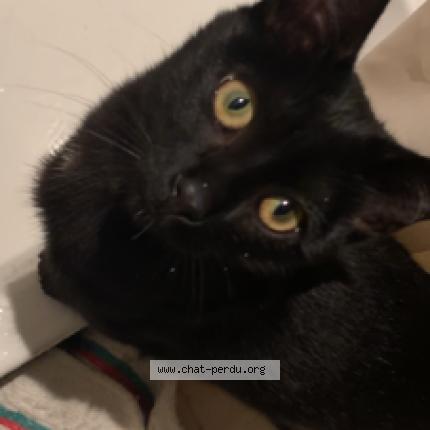 Photo 1/1 Zoro Chat lost in Annecy