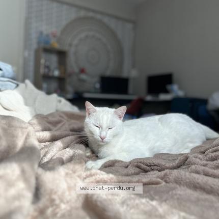 Photo 1/1 Simba Chat lost in Villefontaine