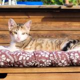 Picture of cat lost at Saix