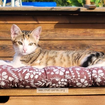 Photo 1/1 Cat reunited Lost in Saix