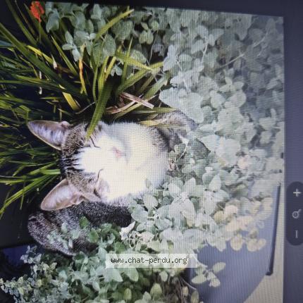 Photo 1/1 Ulysse Chat lost in Le val