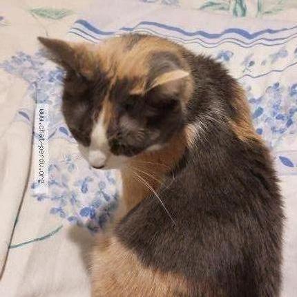 Photo 1/2 MIMINE Chat lost in Hoenheim