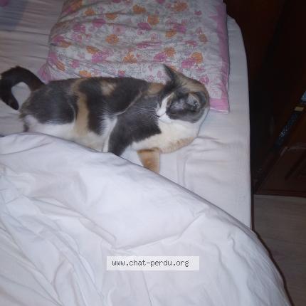 Photo 2/2 MIMINE Chat lost in Hoenheim