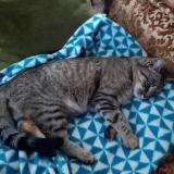 Picture of cat found at Egletons