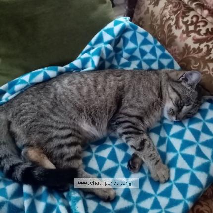 Photo 1/1 Found cat Found in Egletons