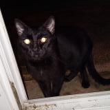 Picture of cat found at Niort