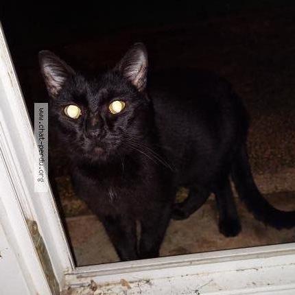 Photo 1/1 Found cat Found in Niort