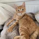 Picture of cat found at La Martyre