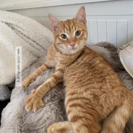 Photo 1/1 Found cat Found in La martyre