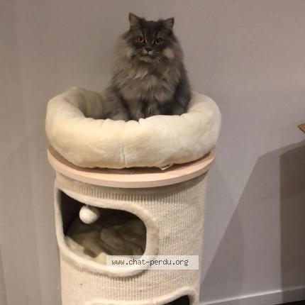 Photo 1/1 Lilou Chat lost in Ormesson sur marne