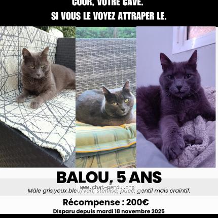 Photo 1/1 Balou Chat lost in Le treport