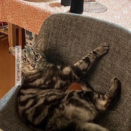 Photo 1/1 Nemo Chat lost in Sherbrooke