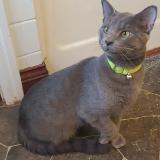 Picture of cat lost at Ottumwa