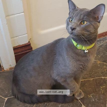 Photo 1/1 Asher Chat lost in Ottumwa