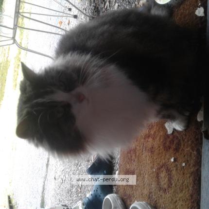 Photo 1/1 Found cat Found in Remiremont