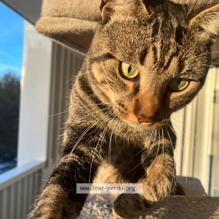 Photo 1/1 Bono Chat lost in Strasbourg