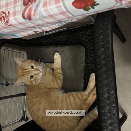 Photo 1/1 Vaska Chat lost in Mulhouse