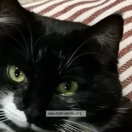 Photo 1/1 minette Chat lost in Les cresnays