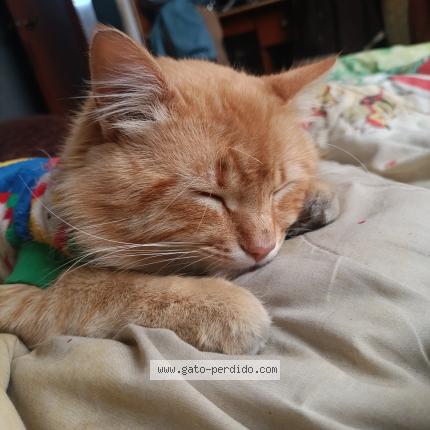 Photo 1/1 Soks Chat lost in Toluca