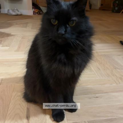 Photo 1/1 Gecko Chat lost in Saint michel sur orge