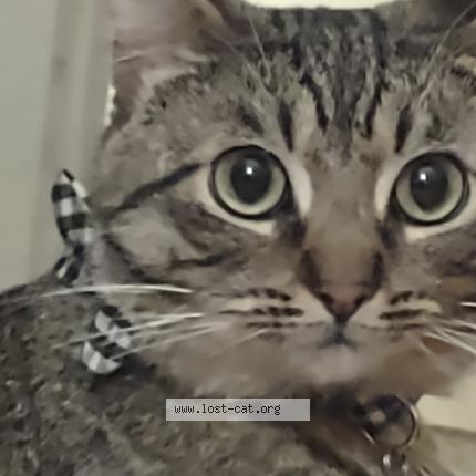 Photo 1/1 Fin Cat lost in Chico