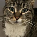 Photo of a cat found in Luxembourg