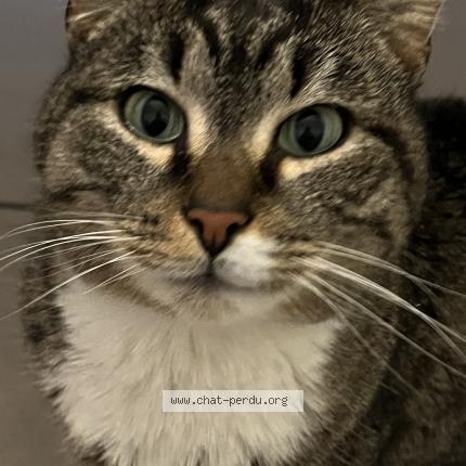 Foto einer verlorenen Katze in Luxembourg