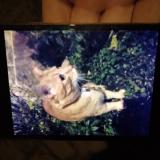 Picture of cat found at Poitiers