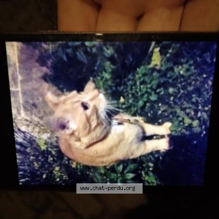 Photo 1/1 Found cat Found in Poitiers