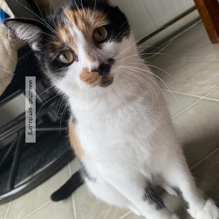 Photo 1/1 Ryku Chat lost in Saint jean sur richelieu